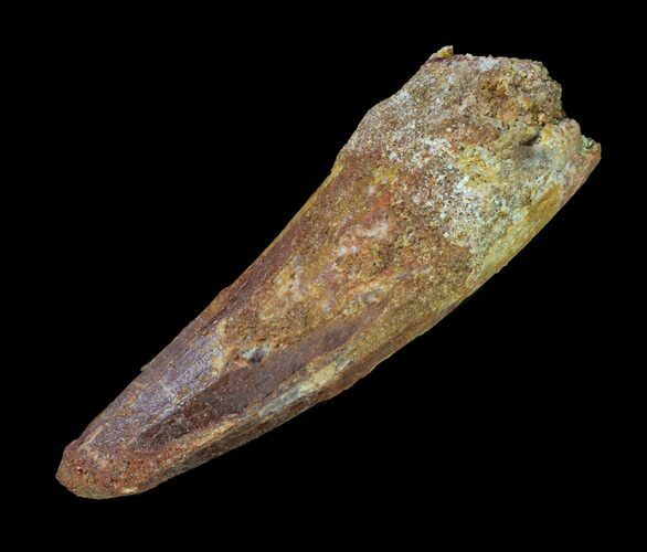 Bargain, Spinosaurus Tooth - Real Dinosaur Tooth #63629